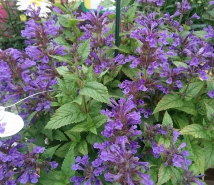 Nepeta kubanica 'Neptune'